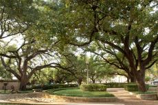 Battle Oaks _ Famous Tree of Texas